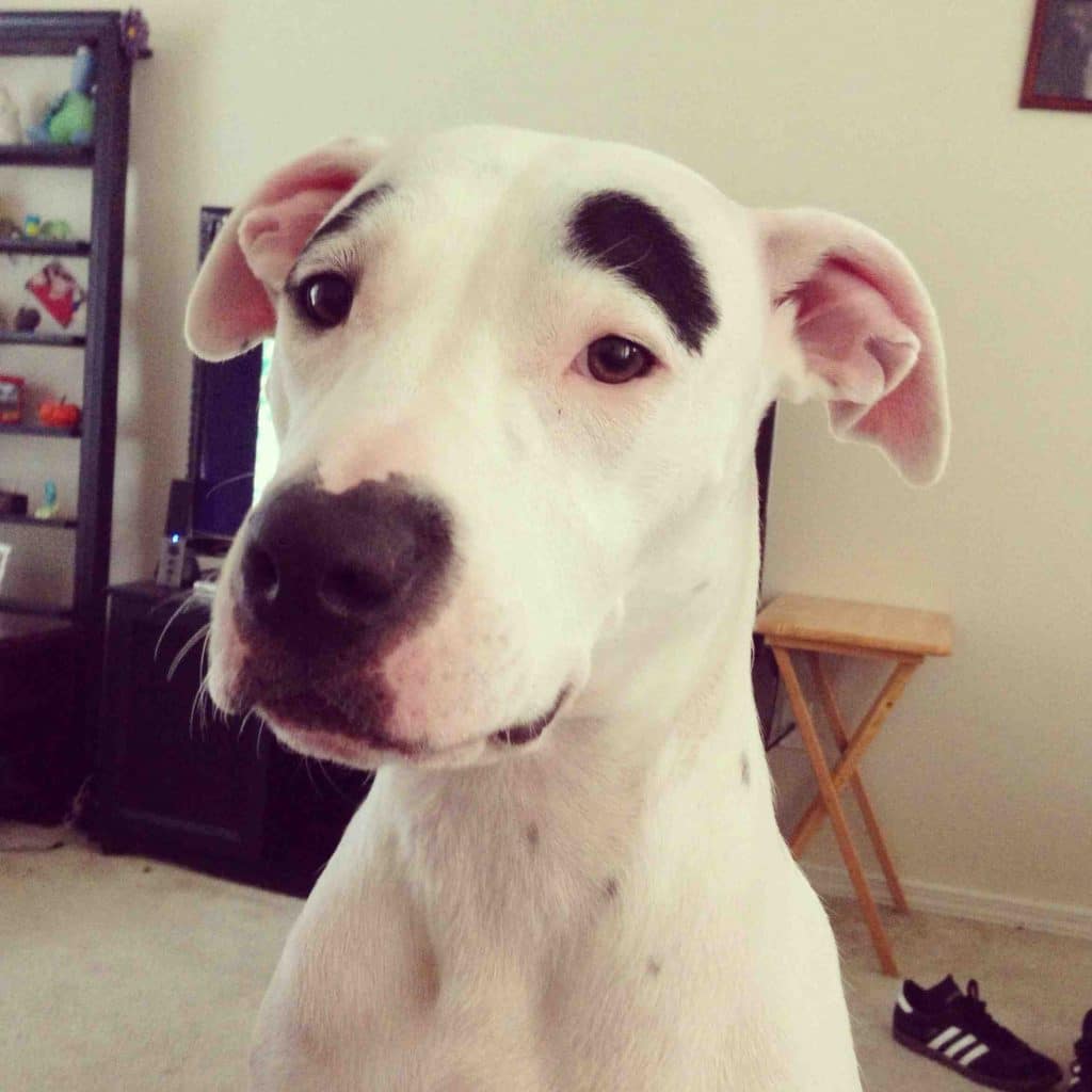 dogs with eyebrows