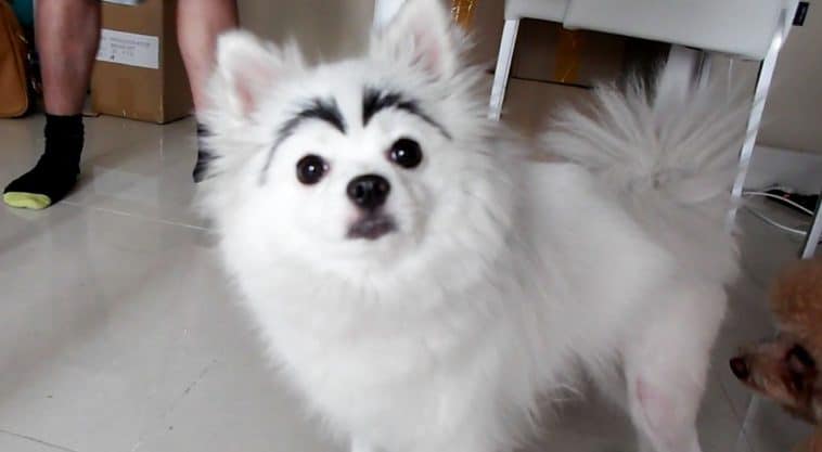 dogs with eyebrows