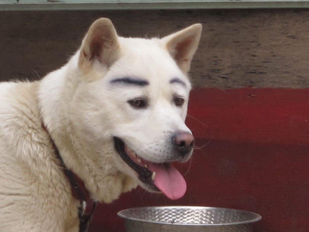 dogs with eyebrows