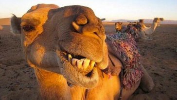 funniest animal selfies