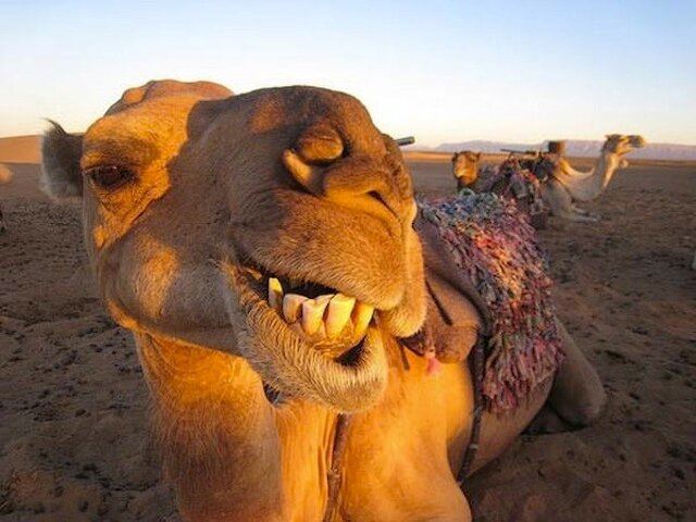 funniest animal selfies