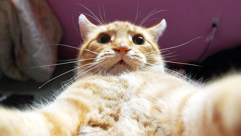 funniest animal selfies