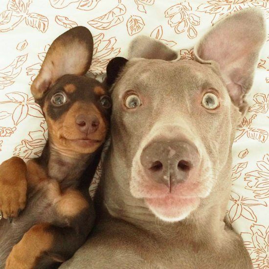 funniest animal selfies