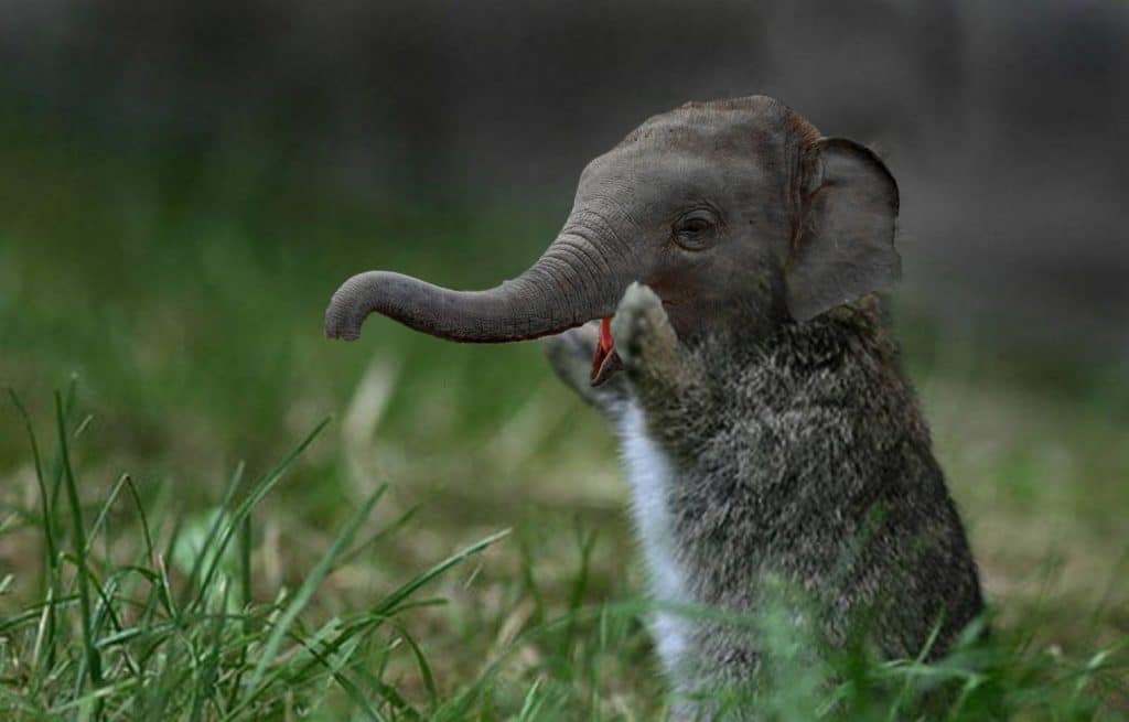 Bunnyphant