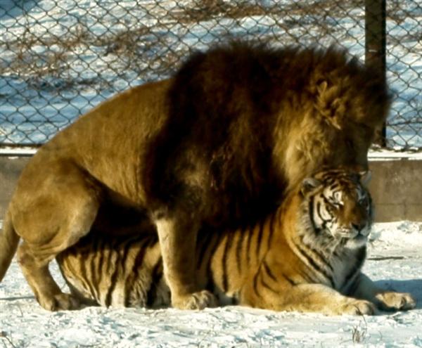 Liger love