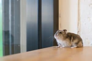 Little Dwarf Hamster