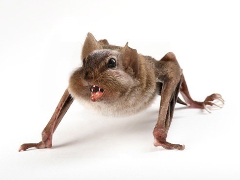 Squirbat