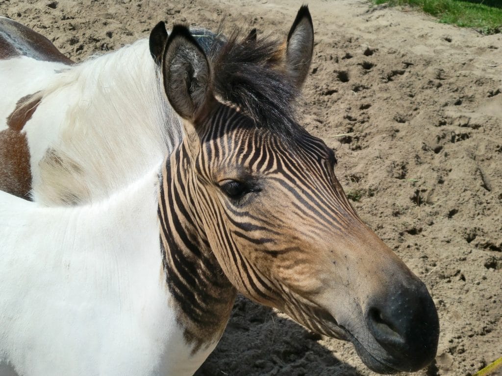 Zebroid