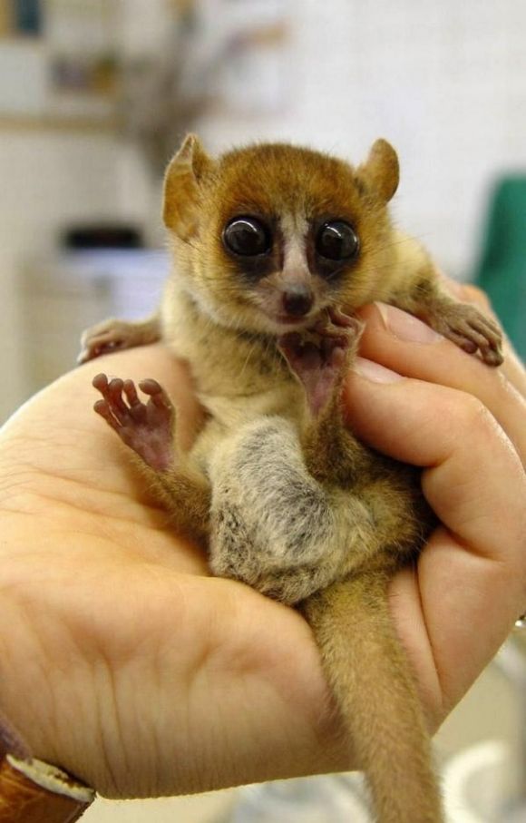 bush baby