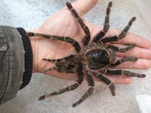 Goliath Tarantula