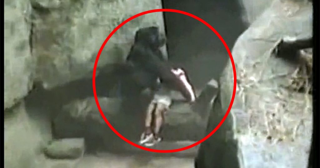 Gorilla saves boy