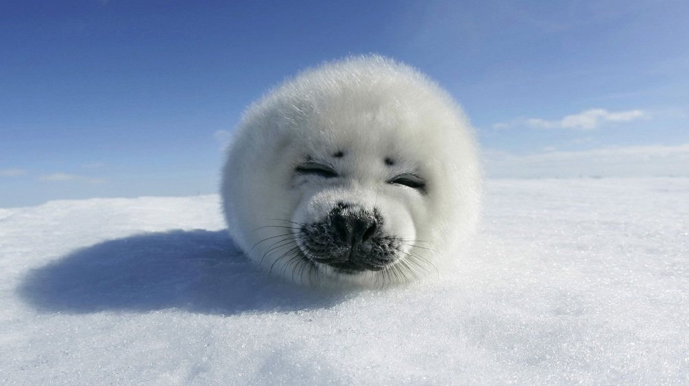 harp seal