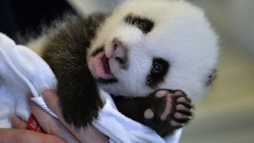 panda