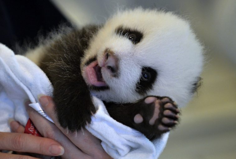 Check Out the 20 Cutest Baby Animals On the Planet - Brilliant News