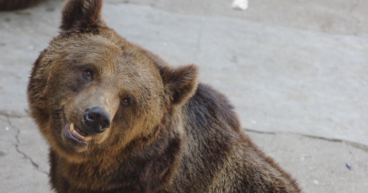 Bear - Brilliant News