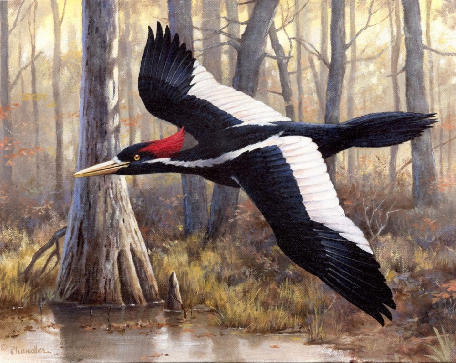 IvoryBilled Woodpecker Brilliant News