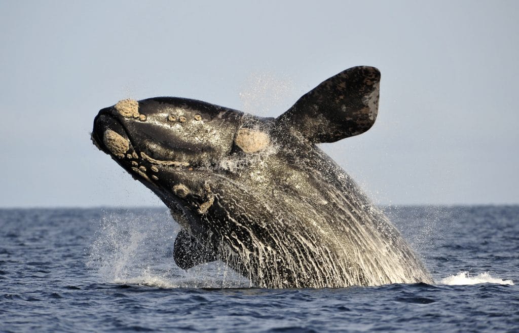 northern right whale