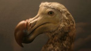 The Dodo Bird