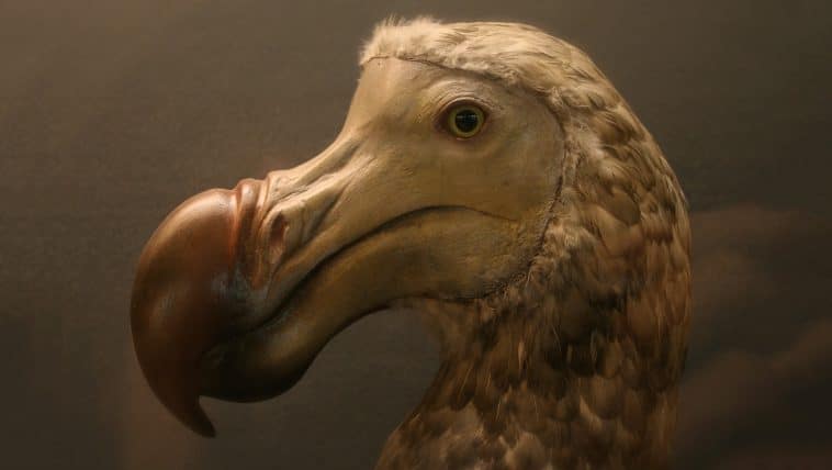 dodo bird extinct