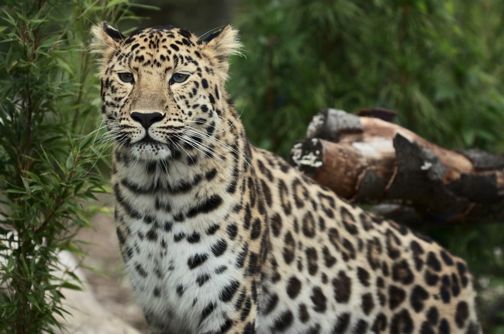 amur leopard