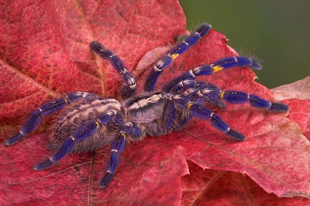 Gooty Spider Brilliant News free-animals-habitats-worksheets-for-grade-1-worksheets-library