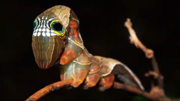 skull caterpillar