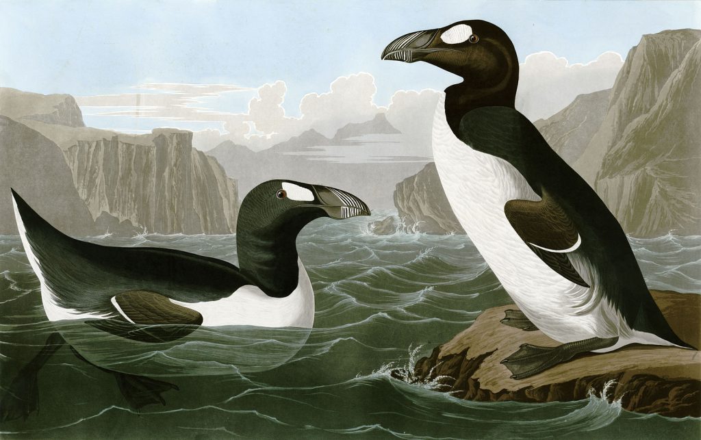 Auk