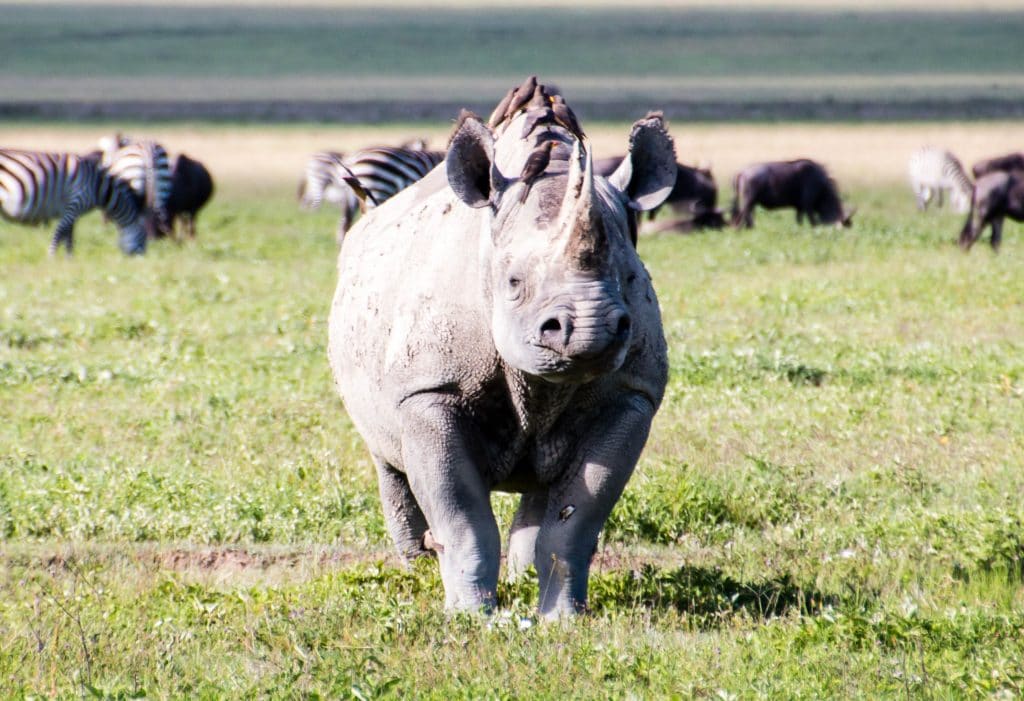 Large Female Black Rhino Ngorongoro Crater