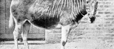 Quagga