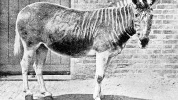 Quagga