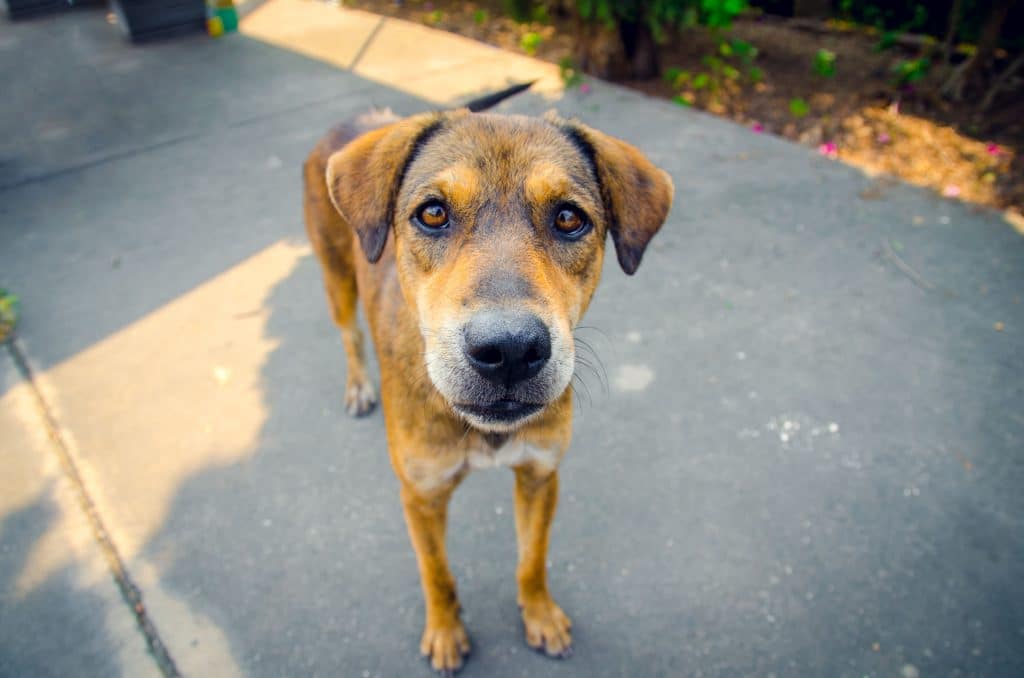 Brown Dog Standing Sad Face