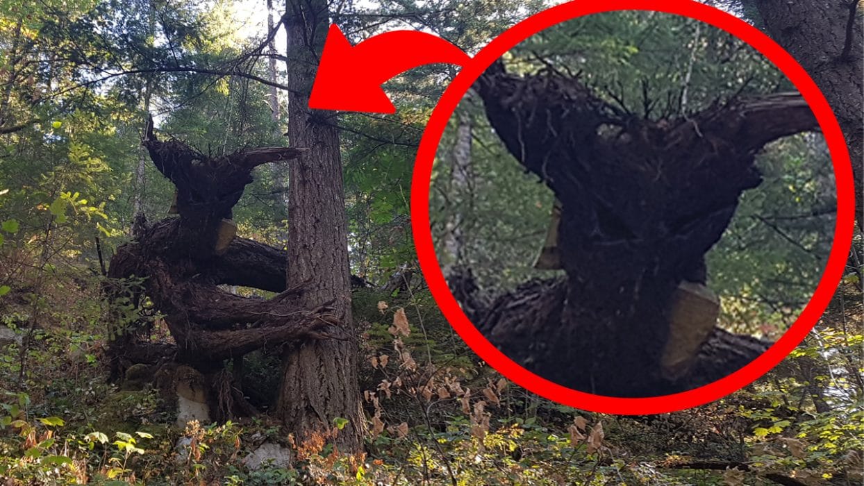 Creepiest Trees in the World! Brilliant News
