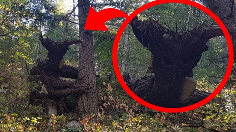 Creepiest Trees in the World!