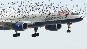 ba bird flight