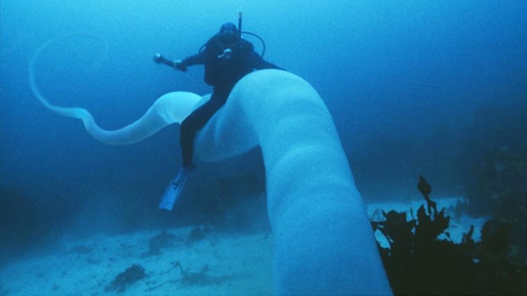 The Ocean's CREEPIEST Underwater Secrets!